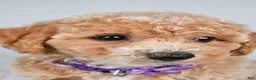 Bichpoo dogs for sale: Sasha - Ad 7