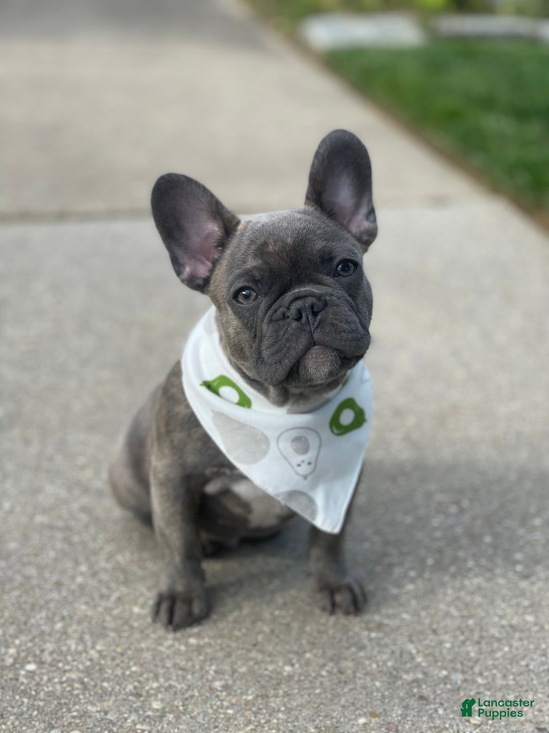 Gallery Image {{count}}