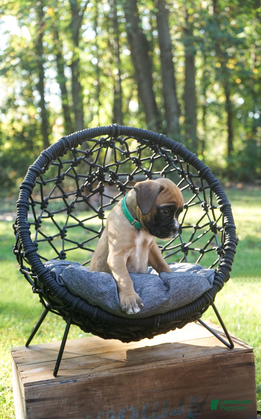 Boxer dogs for sale: Green Collar – Forest - Ad 6