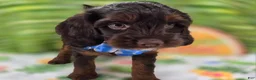 Cockapoo dogs for sale: Meeko - Ad 8