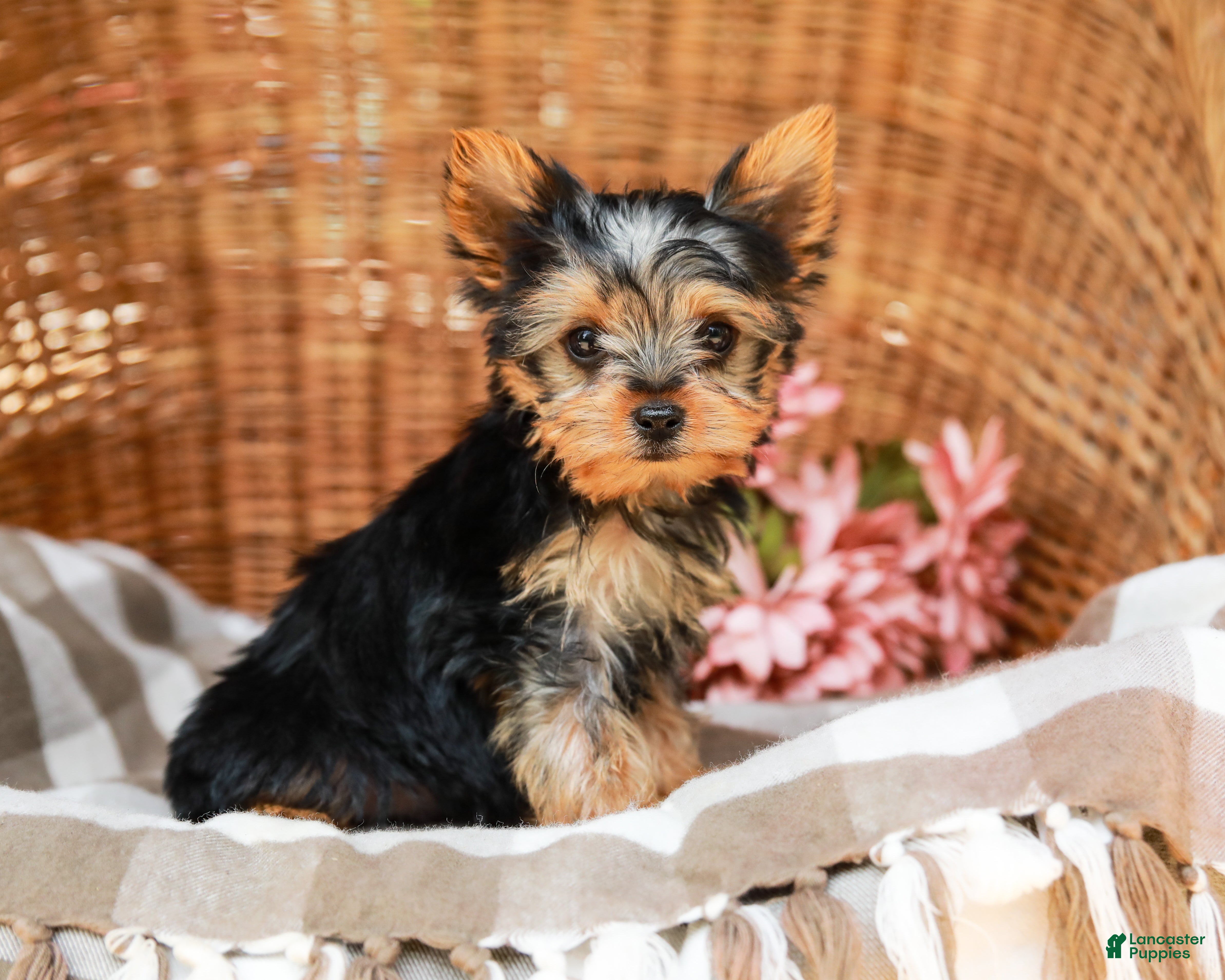 Yorkshire Terrier dogs Mickey - Ad 1