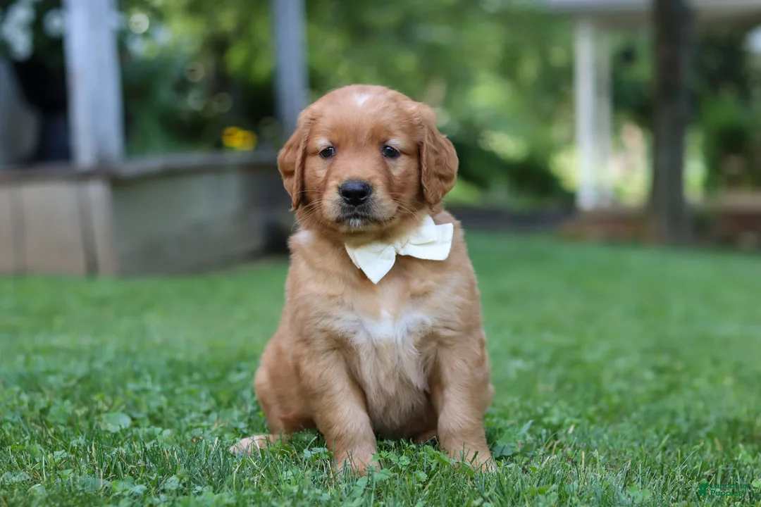 Golden Retriever dogs for sale: Ollie - Ad 1