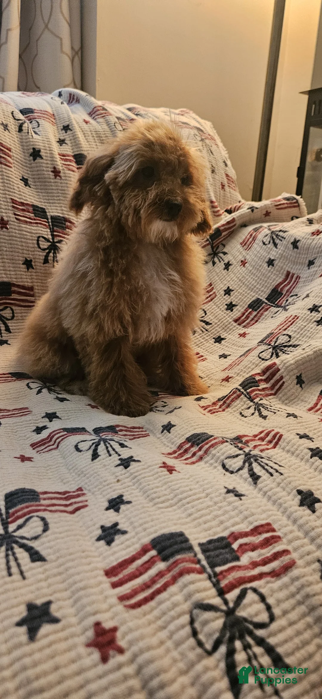 Toy Poodle dogs for sale: Nala - Ad 2