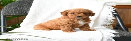 Mini Goldendoodle dogs for sale: Adeline  - Ad 3