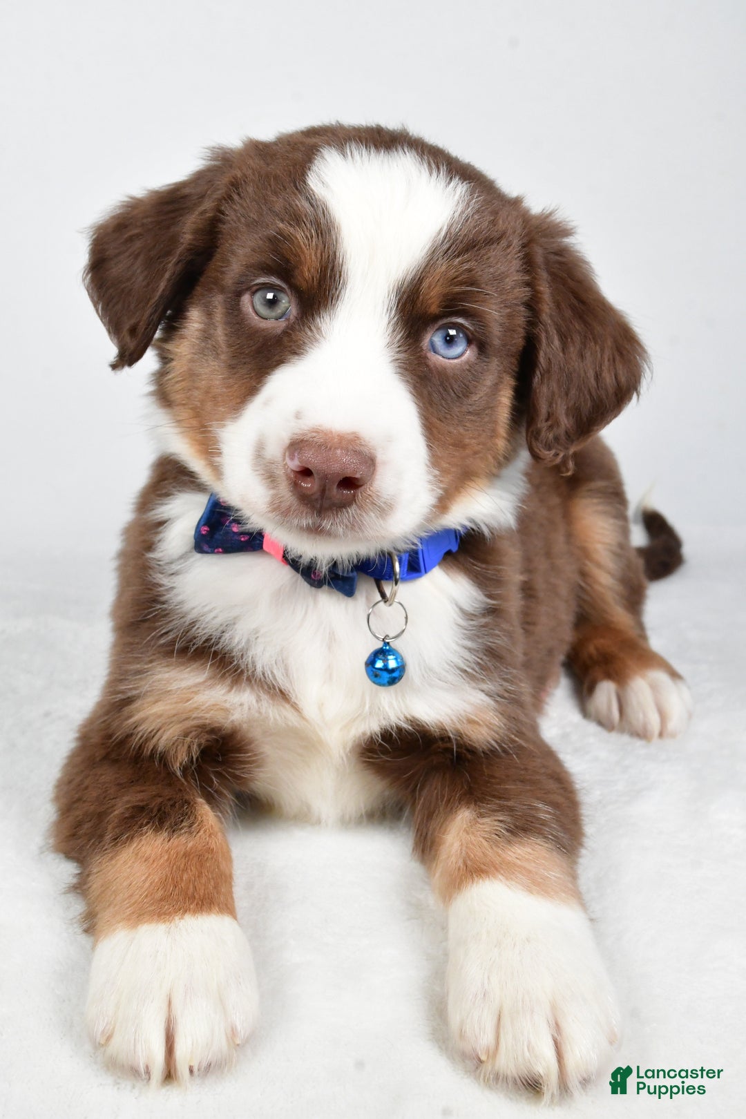 Miniature Australian Shepherd dogs for sale: Rusty - Ad 2
