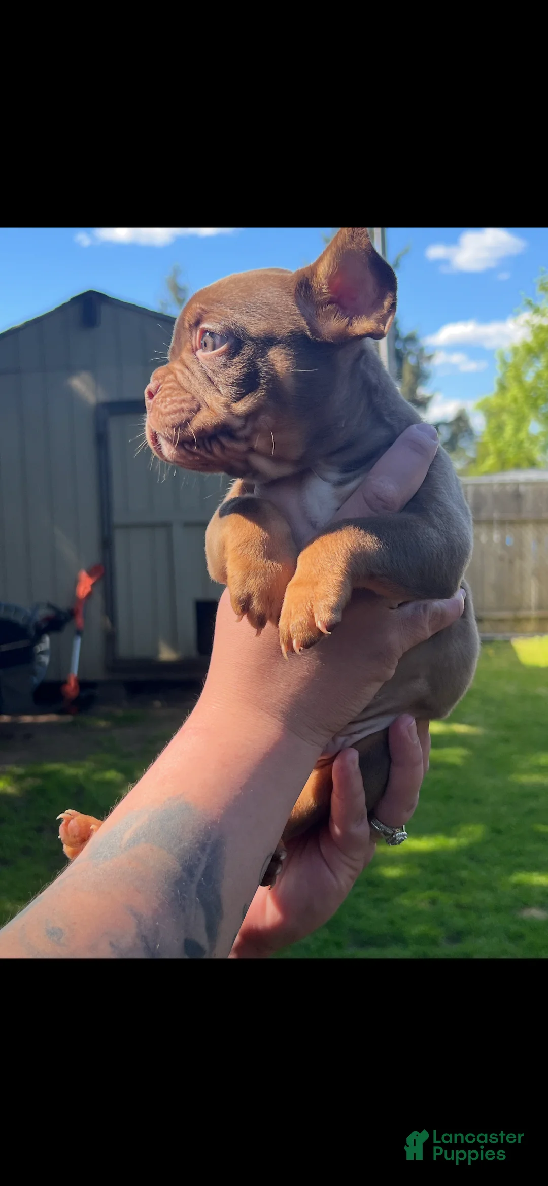 Mixed Breed dogs for sale: Rambo  - Ad 2