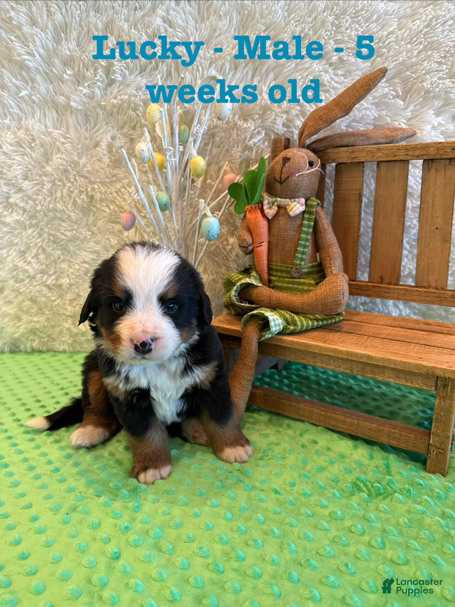 Bernese Mountain Dog dogs Lucky - Ad 7
