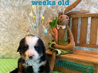 Bernese Mountain Dog dogs Lucky - Ad 7