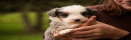 Mini Bernedoodle dogs for sale: Harvest F1 Mini Bernedoodle  - Ad 4