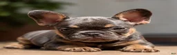 French Bulldog dogs for sale: Sparkle - Ad 4