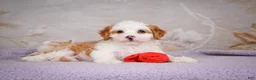 Mini Bernedoodle dogs for sale: Betty - Ad 1