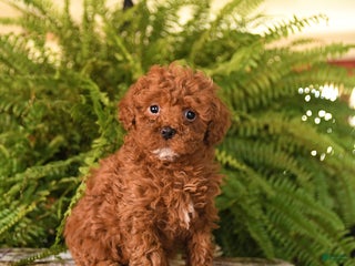 Havapoo dogs Redhead - Ad 32