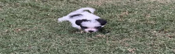 Maltipoo dogs for sale: Maltipoo - Ad 2