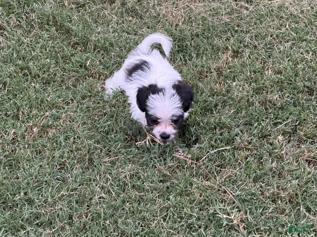 Maltipoo dogs for sale: Maltipoo - Ad 2