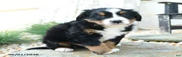 Bernese Mountain Dog dogs for sale: Famous Amos - Ad 2