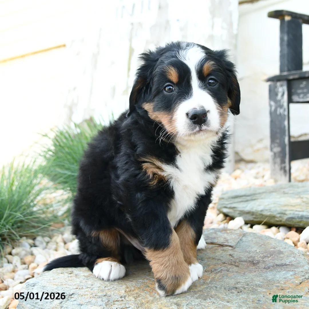 Bernese Mountain Dog dogs for sale: Famous Amos - Ad 2