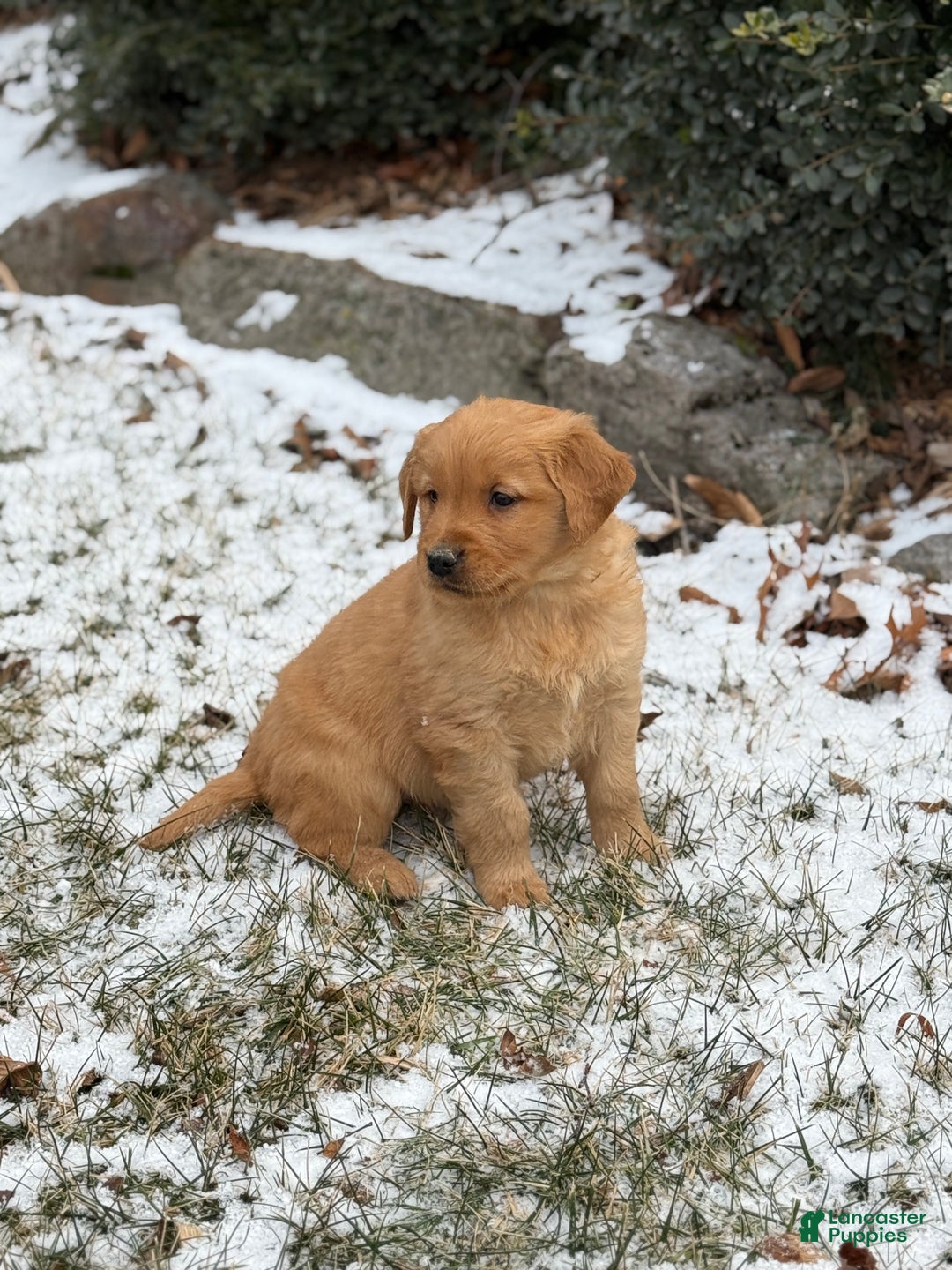 Golden Retriever dogs for sale: Sindy - Ad 7