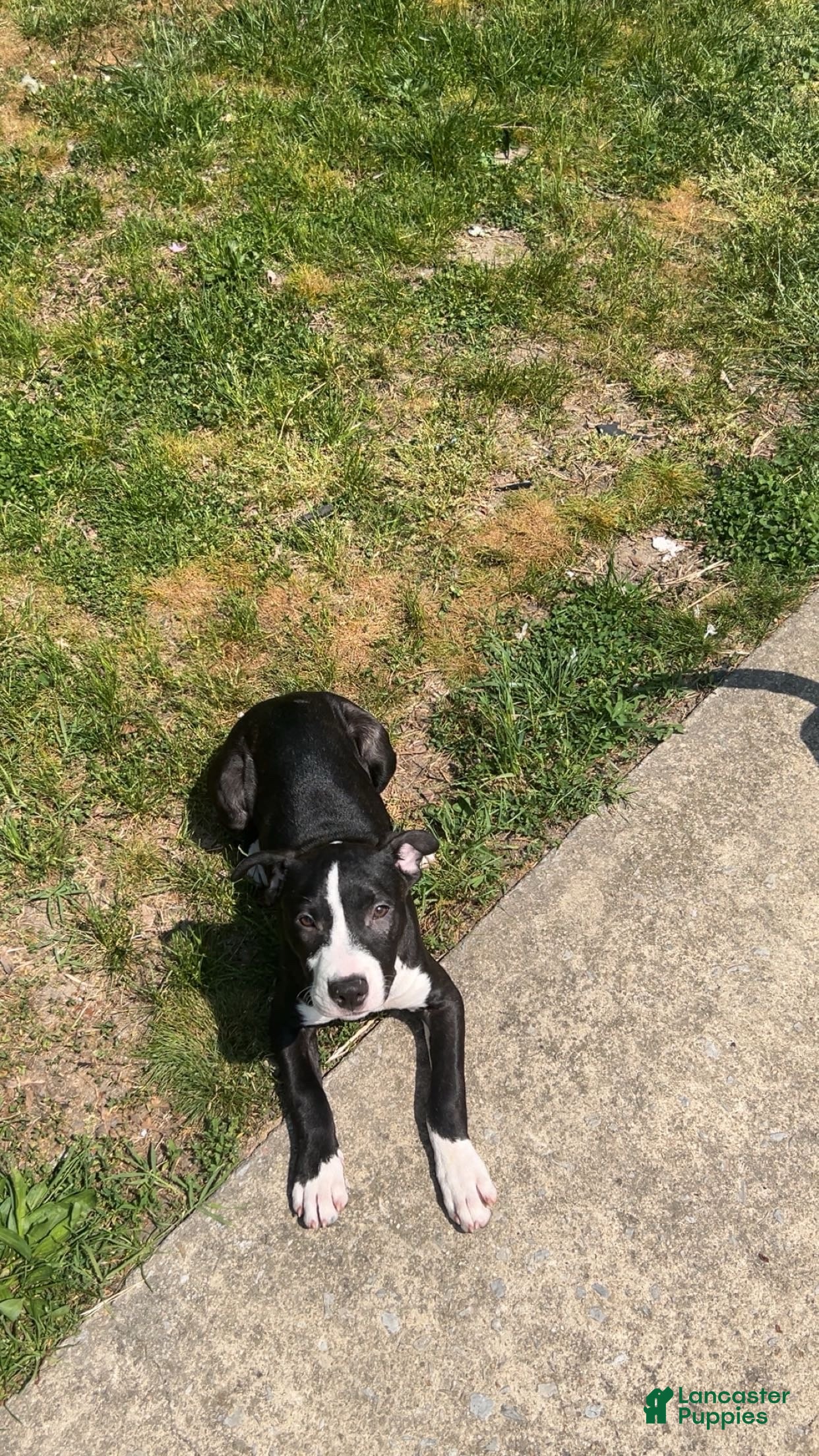 American Bully dogs for sale: Snickers  - Ad 1