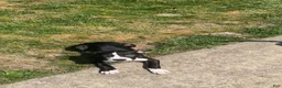 American Bully dogs for sale: Snickers  - Ad 1