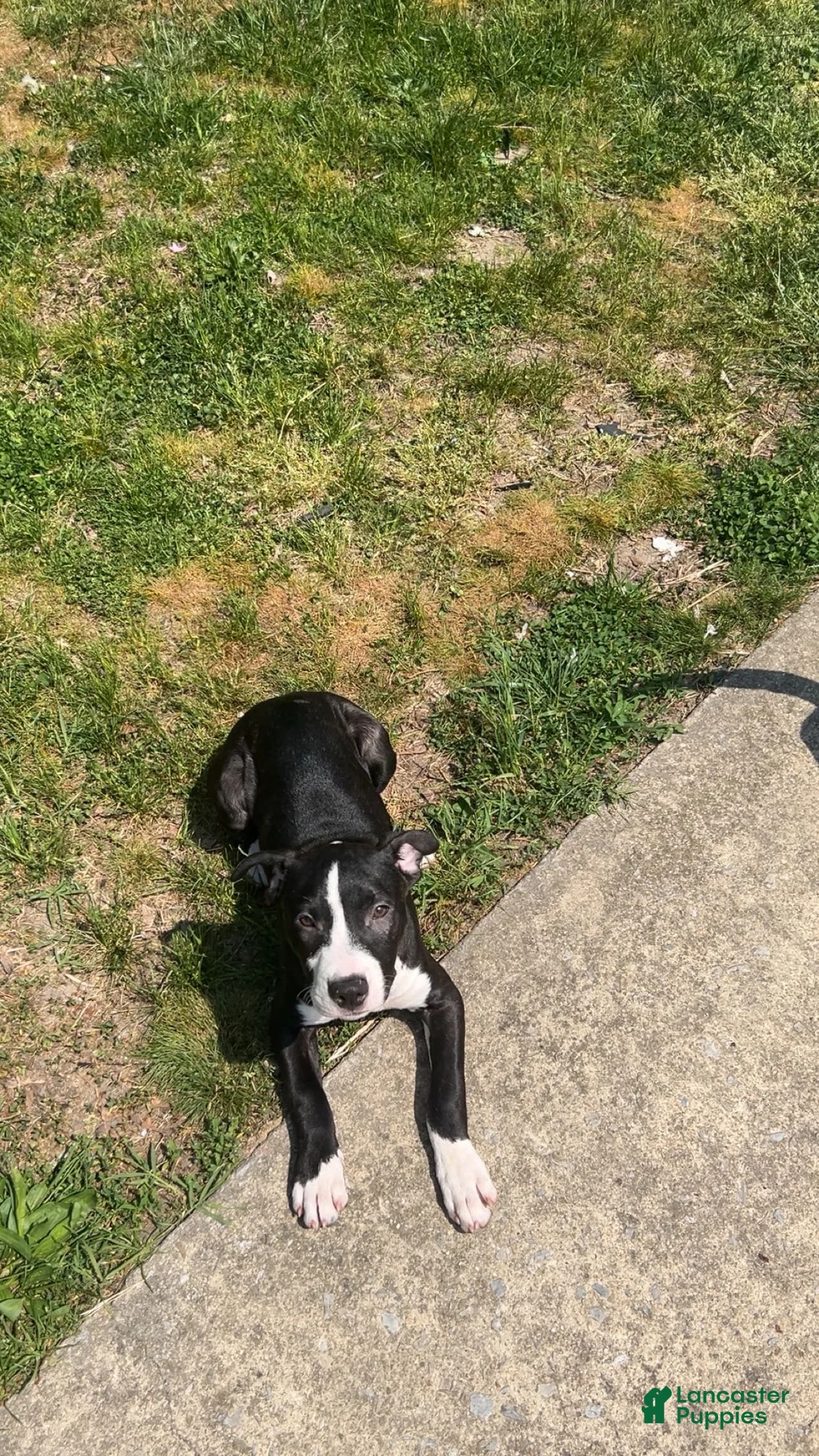 American Bully dogs for sale: Snickers  - Ad 1