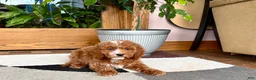 Cavapoo dogs for sale: Cavapoo male 2 - Ad 9