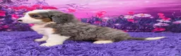 Mini Bernedoodle dogs for sale: Hubert - Ad 3