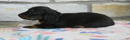 Miniature Dachshund dogs for sale: Alaska - Ad 6
