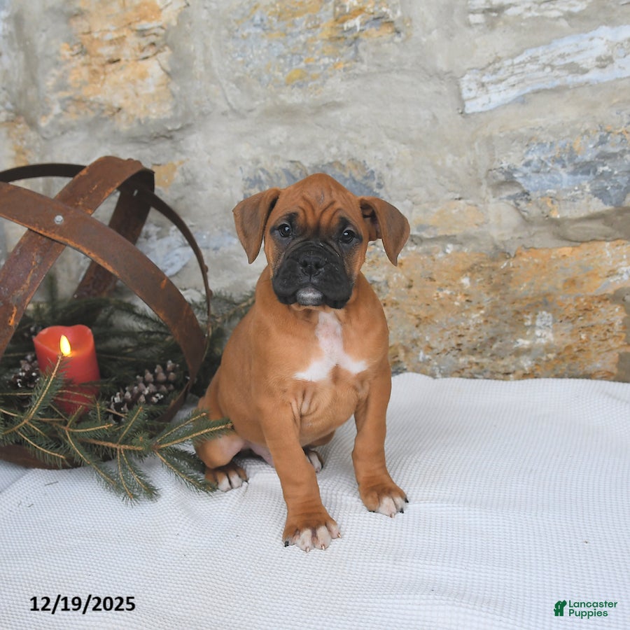 Boxer dogs Hickory - Ad 2