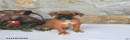 Boxer dogs for sale: Hickory - Ad 2