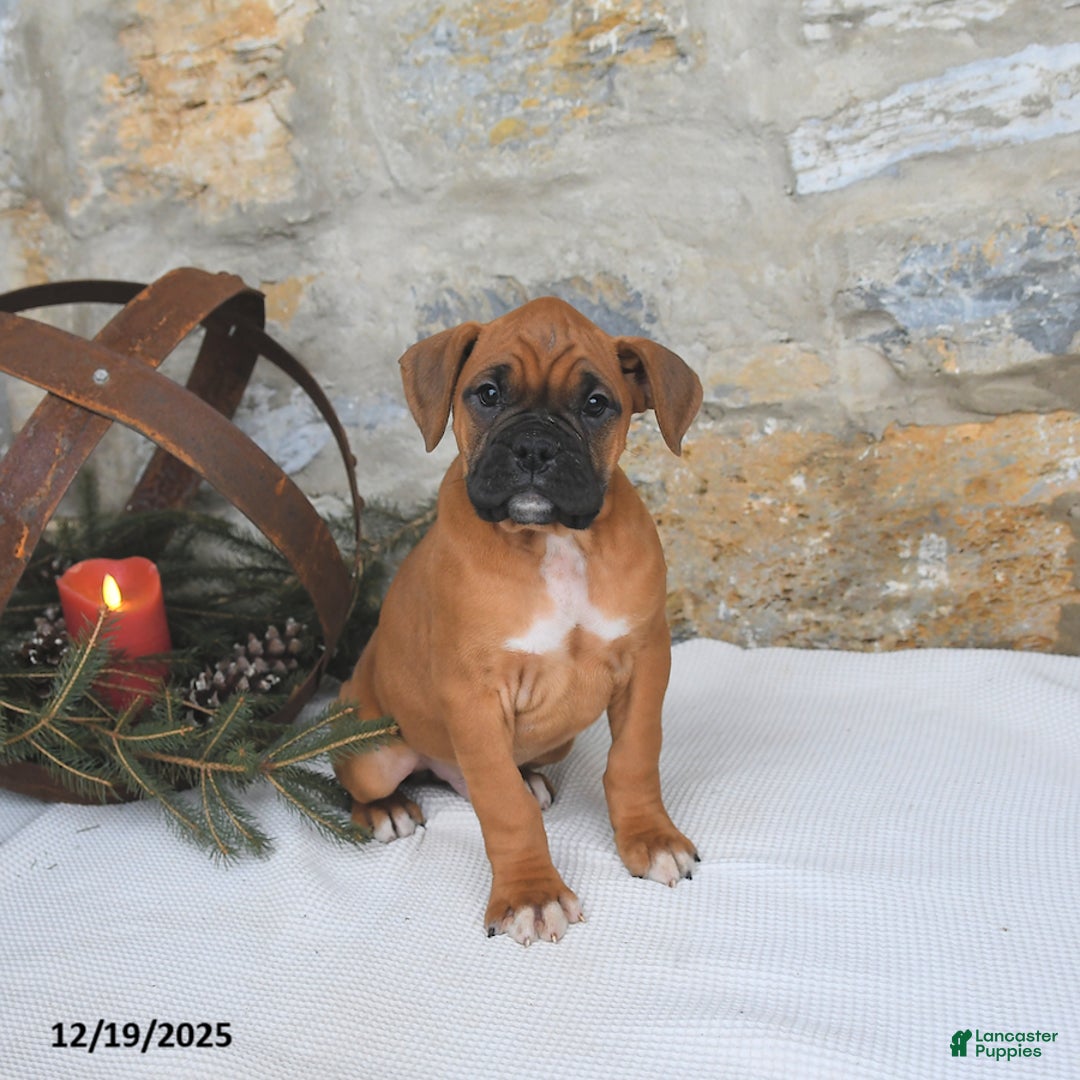 Boxer dogs for sale: Hickory - Ad 2