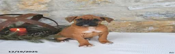 Boxer dogs for sale: Hickory - Ad 2