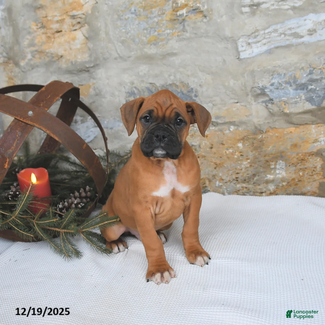 Boxer dogs for sale: Hickory - Ad 2