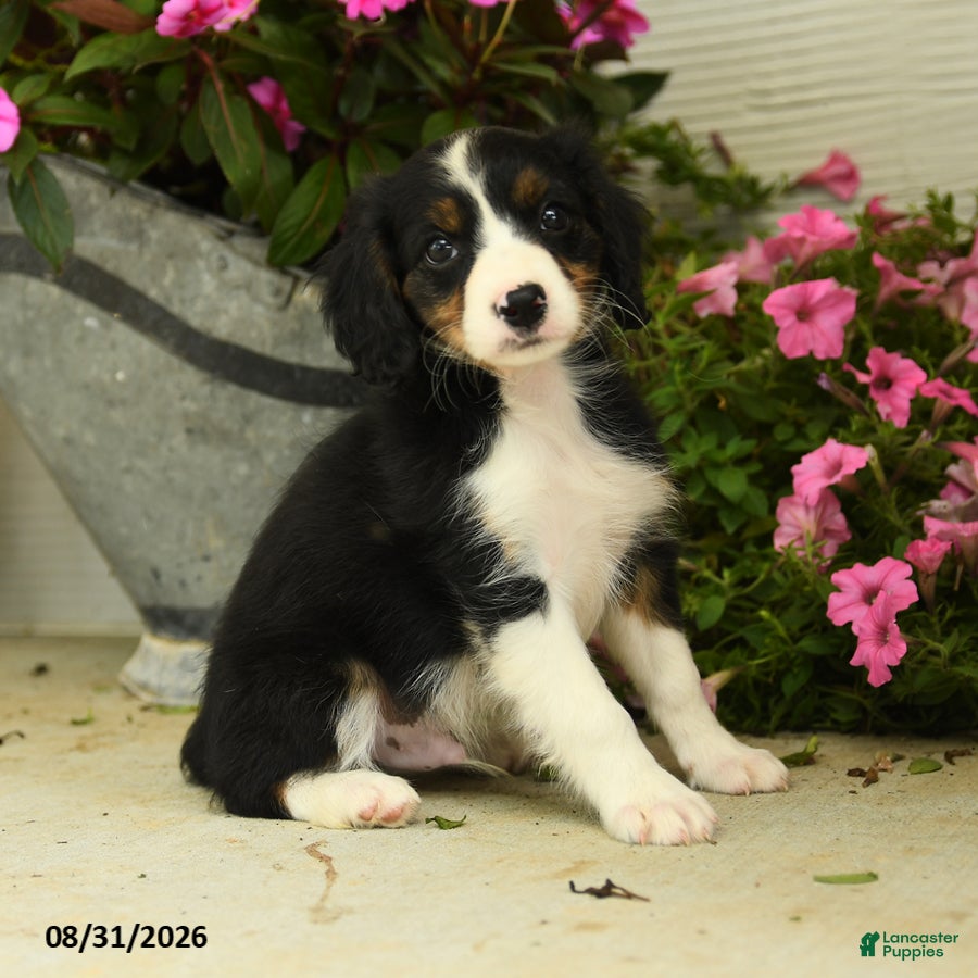 Mixed Breed dogs Koby - Ad 2