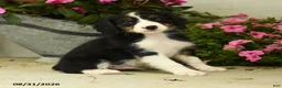 Mixed Breed dogs for sale: Koby - Ad 2