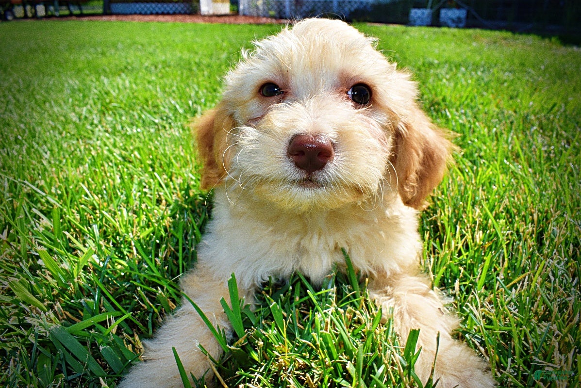 Havapoo dogs Alfie - Ad 1
