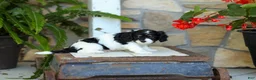 Cavapoo dogs for sale: Justin  - Ad 3