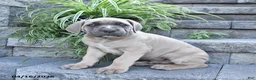 Cane Corso dogs for sale: Jasper - Ad 3