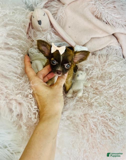 Chihuahua dogs for sale: Chihuahua Puppy 1 - Ad 2