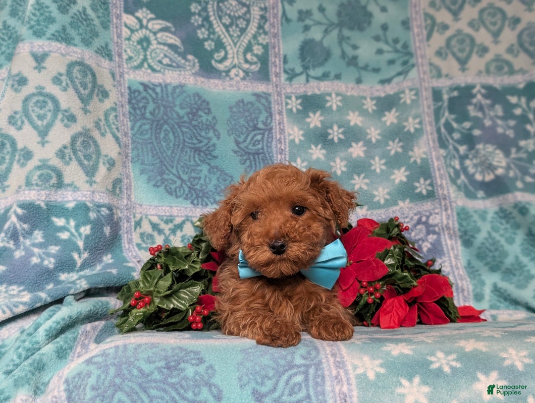 Toy Poodle dogs for sale: Tobie - Ad 7