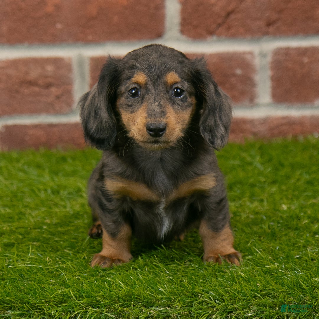Dapple Long Mini Dachshund For Sale Long Haired Mini Dapple