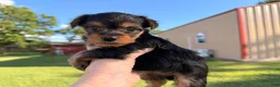 Yorkshire Terrier dogs for sale: Yorkshire Terrier Puppy 3 - Ad 1