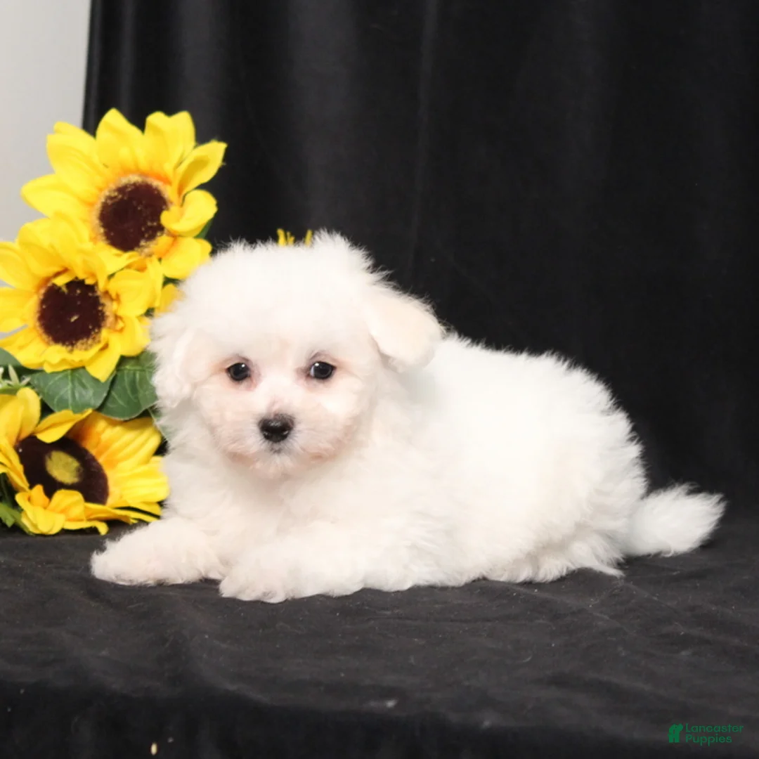 Bichon Frise dogs for sale: Marsha - Ad 1