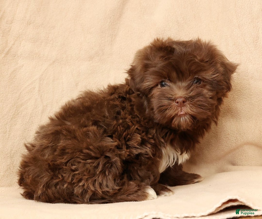 Havanese dogs for sale: Callie - Ad 7