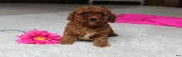Cavapoochon dogs for sale: Molly - Ad 9
