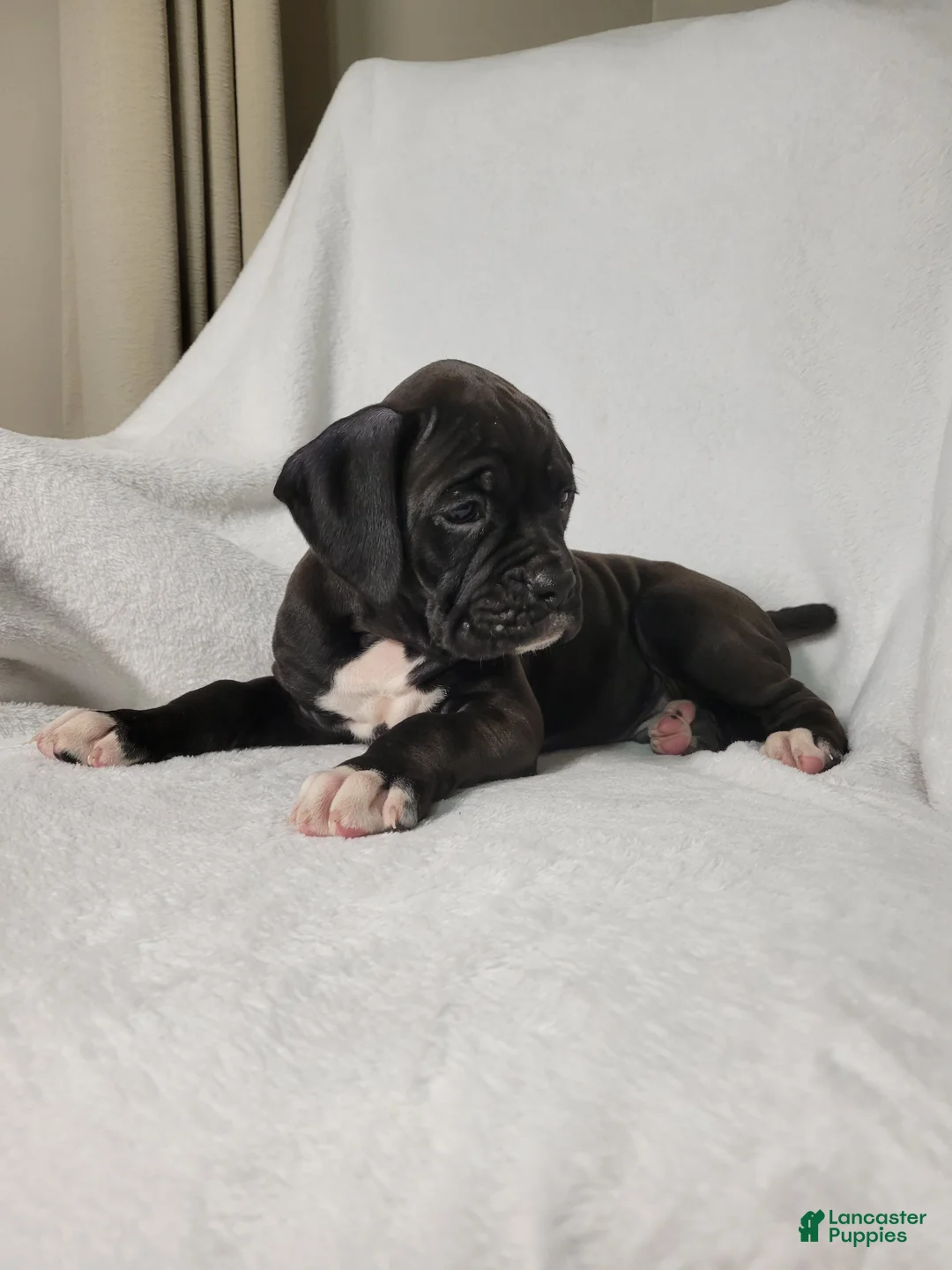 Boxer dogs for sale: Osage - Ad 5