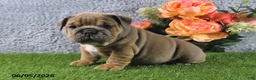 English Bulldog dogs for sale: Mason - Ad 4