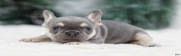 French Bulldog dogs for sale: Harper - Ad 5