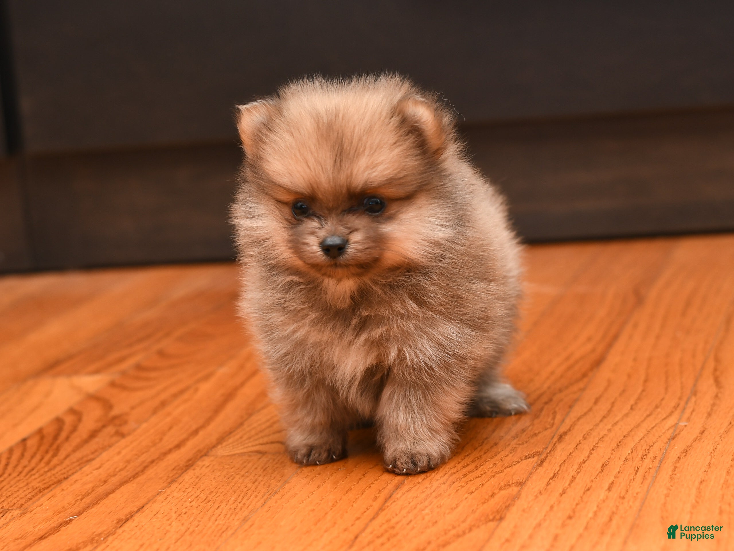 Pomeranian dogs Dixie - Ad 2