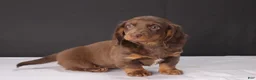 Dachshund dogs for sale: Kacie - Ad 7