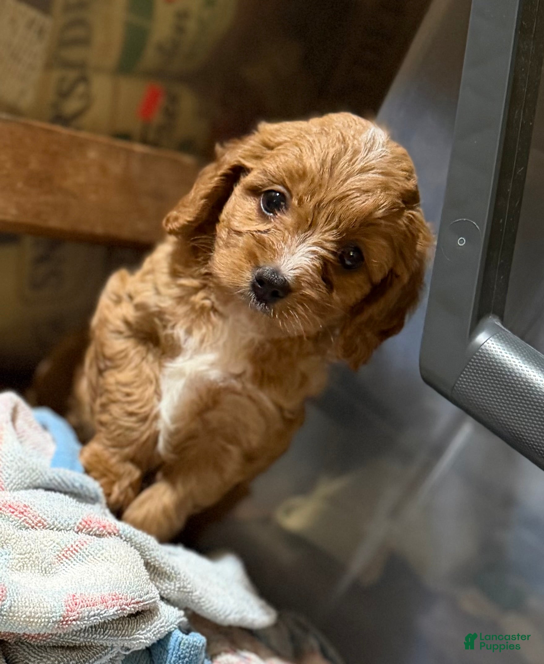 Cavapoo dogs Cavapoo Puppy 3 - Ad 37